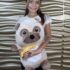peluche perrito 40cm